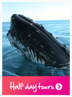 Hervey Bay half day whale watching tours